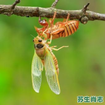 金蝉脱壳是什么生肖？金蝉脱壳打一最佳动物