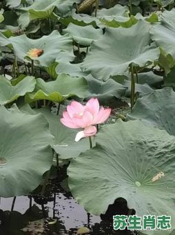 出水芙蓉是什么生肖？出水芙蓉打一准确动物