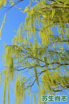 杨柳是什么生肖？杨柳打一准确生肖