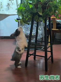 贼头贼脑是什么生肖？贼头贼脑打一最佳动物