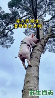 母猪上树是什么生肖？母猪上树最正确的一肖