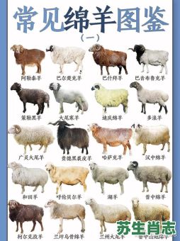 羊下面是什么生肖？十二生肖排序表