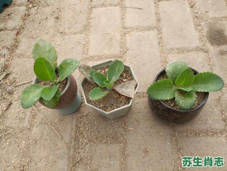 落地生根是什么生肖？落地生根打一个正确生肖