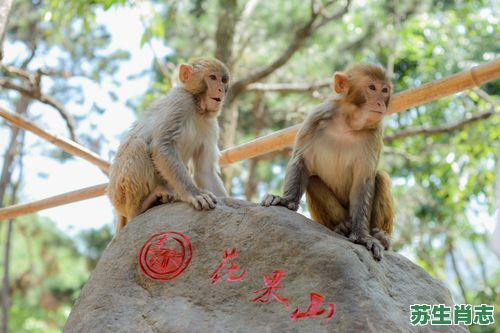 花果山上物是什么生肖？花果山最出名三个生肖