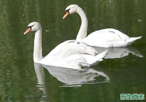 双飞是什么生肖？双飞打一准确生肖