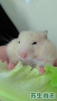 吃菜是什么生肖？吃菜的动物正确一肖