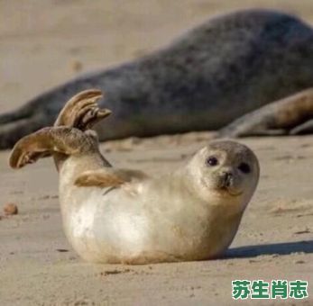 翘是什么生肖？翘字打一准确动物