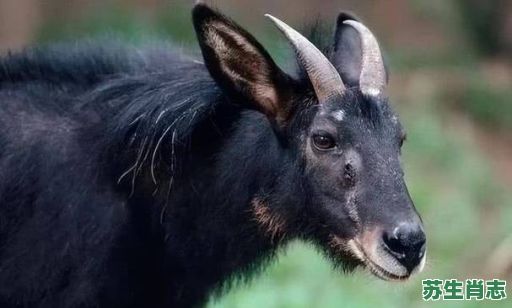 农历六月是什么生肖？四不像最正确一肖