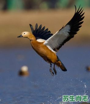 比翼双飞是什么生肖？比翼双飞打一准确动物