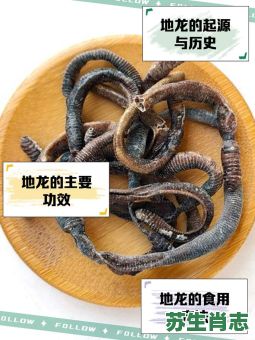 地龙是什么生肖?地龙打一个正确生肖 地龙是什么生肖?地龙打一个正确生肖