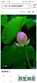 莲花是什么生肖?莲花打一最佳生肖 莲花是什么生肖?莲花打一最佳生肖