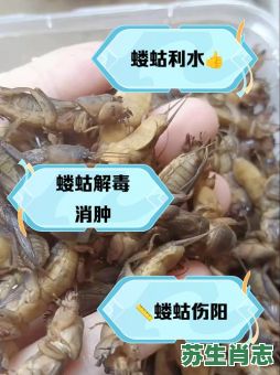 禾苗怕蝼蛄是什么生肖？禾苗怕蝼蛄最正确的一肖