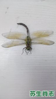 蜻蜓点水是什么生肖？蜻蜓点水打一准确动物