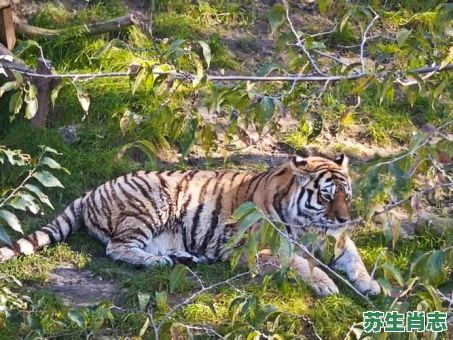 森林之王是什么生肖？森林之王有几个生肖