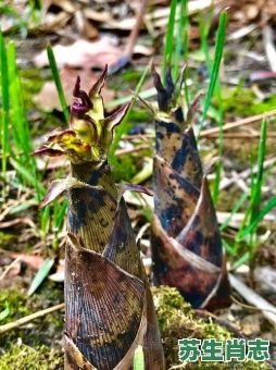 雨后春笋是什么生肖？雨后春笋打一正确动物