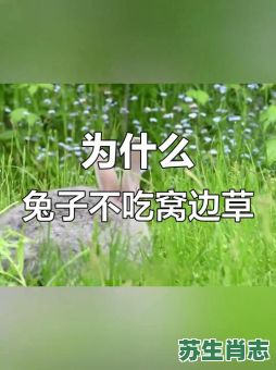 从来不吃窝边草是什么生肖？从来不吃打一正确生肖