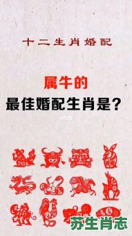 97年是什么生肖？97年属牛的最佳婚配表