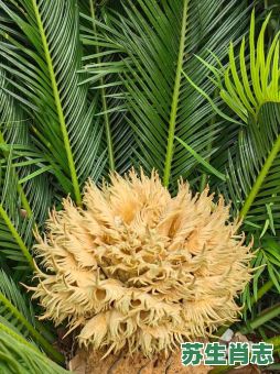 铁树是什么生肖？铁树开花最正确一肖