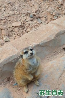 尾巴短短的动物是什么生肖？尾巴短短打一准确动物