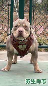 恶霸是什么生肖？恶霸打一准确动物