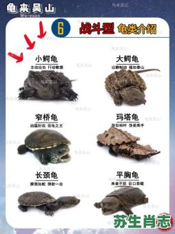 乌龟是什么生肖？乌龟打一个准确生肖