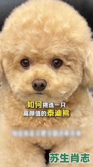 熊是什么生肖？熊打一个生肖最佳答案