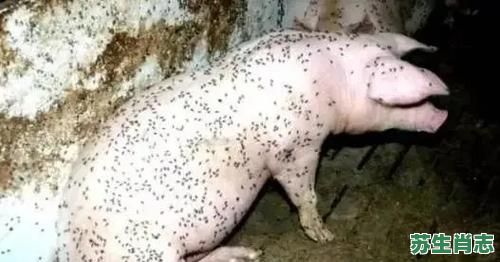 苍蝇是什么生肖?“苍蝇”打一最佳生肖 苍蝇是什么生肖?“苍蝇”打一最佳生肖