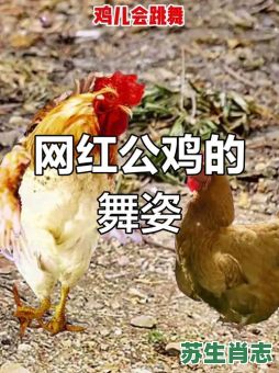 会跳舞的动物是什么生肖?会跳舞最准的一动物 会跳舞的动物是什么生肖?会跳舞最准的一动物