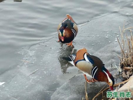 鸳鸯戏水是什么生肖？鸳鸯戏水打一正确生肖