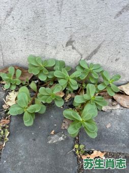墙头草是什么生肖?墙头草最正确一肖 墙头草是什么生肖?墙头草最正确一肖