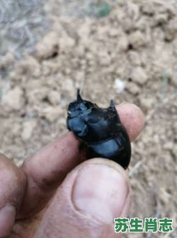 屎壳郎是什么生肖？屎壳郎猜一准确生肖