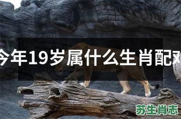 19是什么生肖？19岁正确生肖