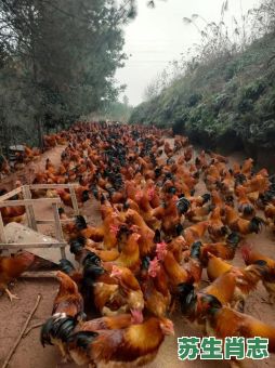 什么鸡没有翅膀是什么生肖？田鸡打一个最佳生肖