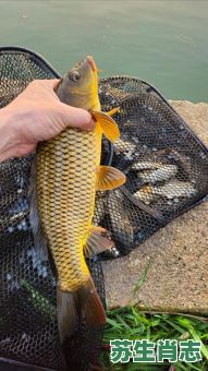 鱼钓是什么生肖？钓鱼打一准确生肖