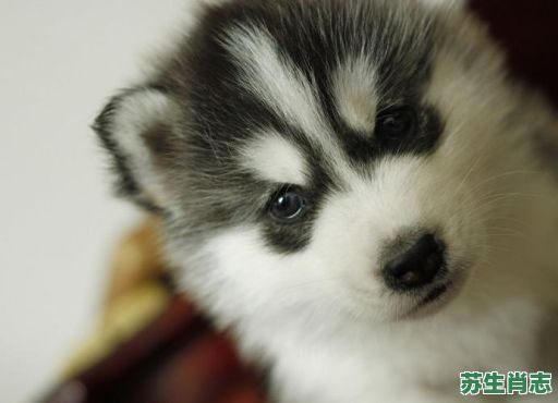 二货是什么生肖？二手货打一准确动物