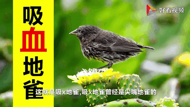 道貌岸然是什么生肖？道貌岸然打一准确生肖