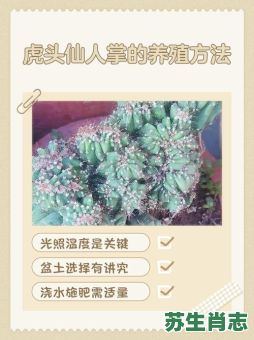 仙人掌是什么生肖？仙人掌打一个准确生肖