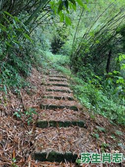 土匪是什么生肖？土匪打一准确动物