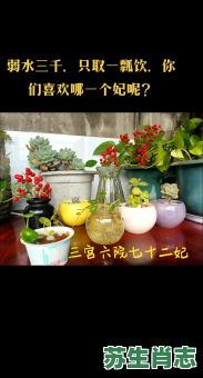 三千佳丽住后宫是什么生肖？佳丽三千的动物打一生肖