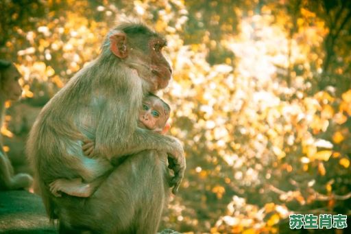 红屁股是什么生肖？12生肖红屁股有几个生肖