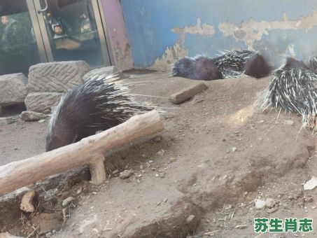 昼伏夜出是什么生肖？昼伏夜出最正确的动物