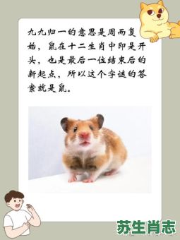 九九不动一下是什么生肖？九九不动一下正确答案