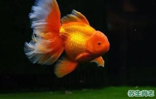 金鱼是什么生肖？金鱼打一最佳动物