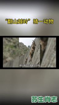 翻山越岭是什么生肖？翻山越岭打一最佳动物