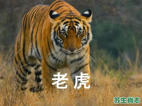 森林之中它为王是什么生肖？森林之中它为王正确答案动物