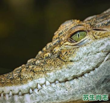 鳄鱼是什么生肖？鳄鱼打一生肖最佳答案