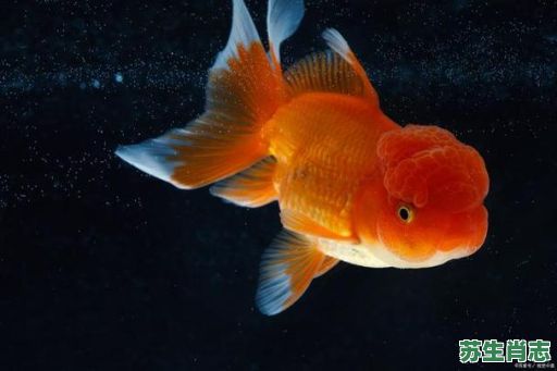 梦见鱼是什么生肖？鱼代表什么生肖最正确