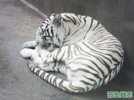 白虎是什么生肖？白老虎打一个正确生肖