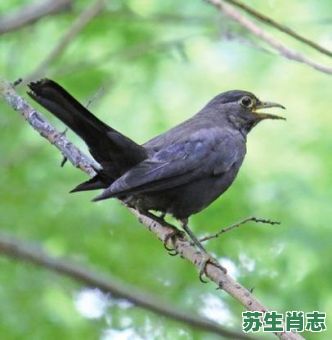 乌鸦是什么生肖？乌鸦最正确的一肖