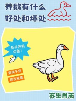 鹅是什么生肖？鹅打一个正确生肖